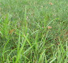 What's that tall bright green grass?